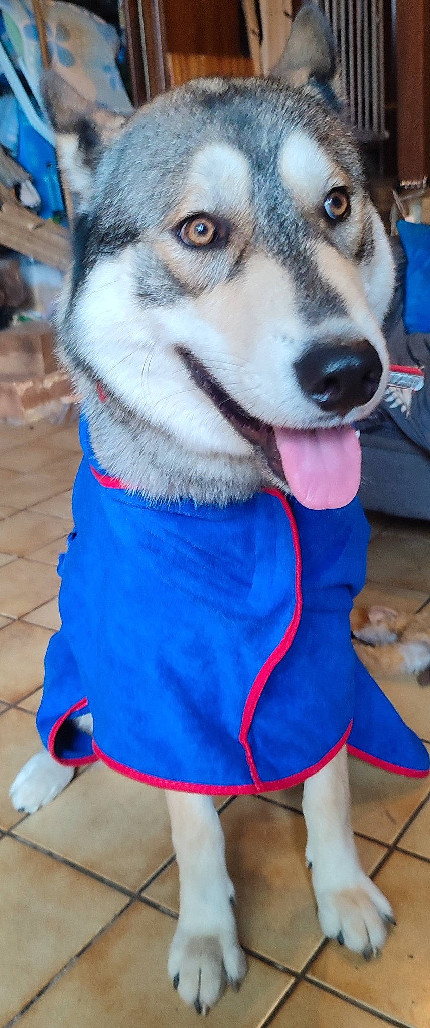 Emyr a rejoint le concours — aidez-le/la à gagner de superbes lots ! blue, canidae, canis, carnivore, collar, companion_dog, dog, dog_breed, electric_blue, fawn, fur, recreation, siberian_husky, sled_dog, snout, sporting_group, terrestrial_animal, whiskers, white, working_dog