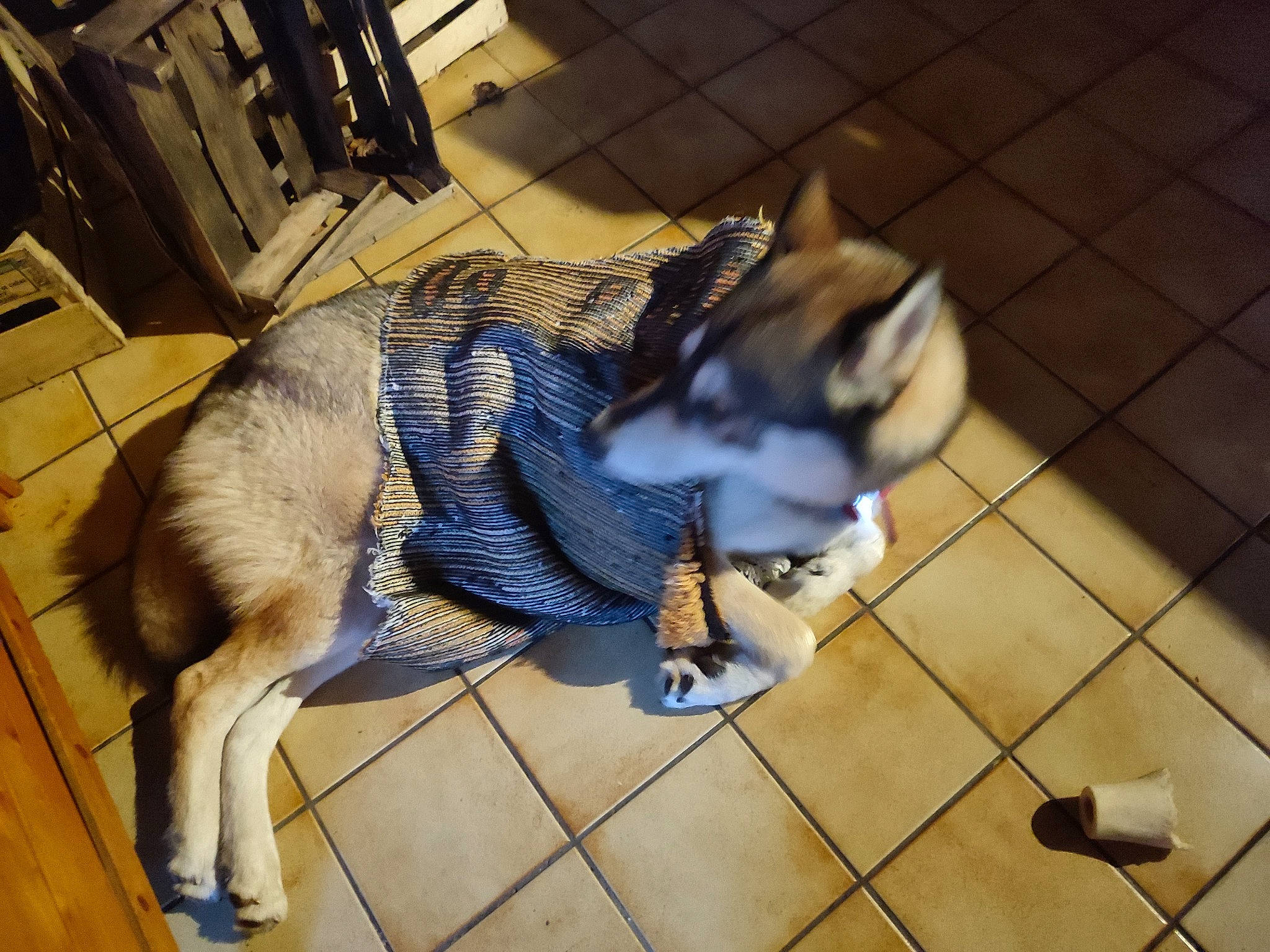 Emyr participe au concours pour gagner de l'argent avec cette photo : canidae, carnivore, companion_dog, dog, dog_breed, domestic_short_haired_cat, electric_blue, fawn, felidae, floor, flooring, fur, hardwood, leash, small_to_medium_sized_cats, snout, sporting_group, tail, wood, working_animal