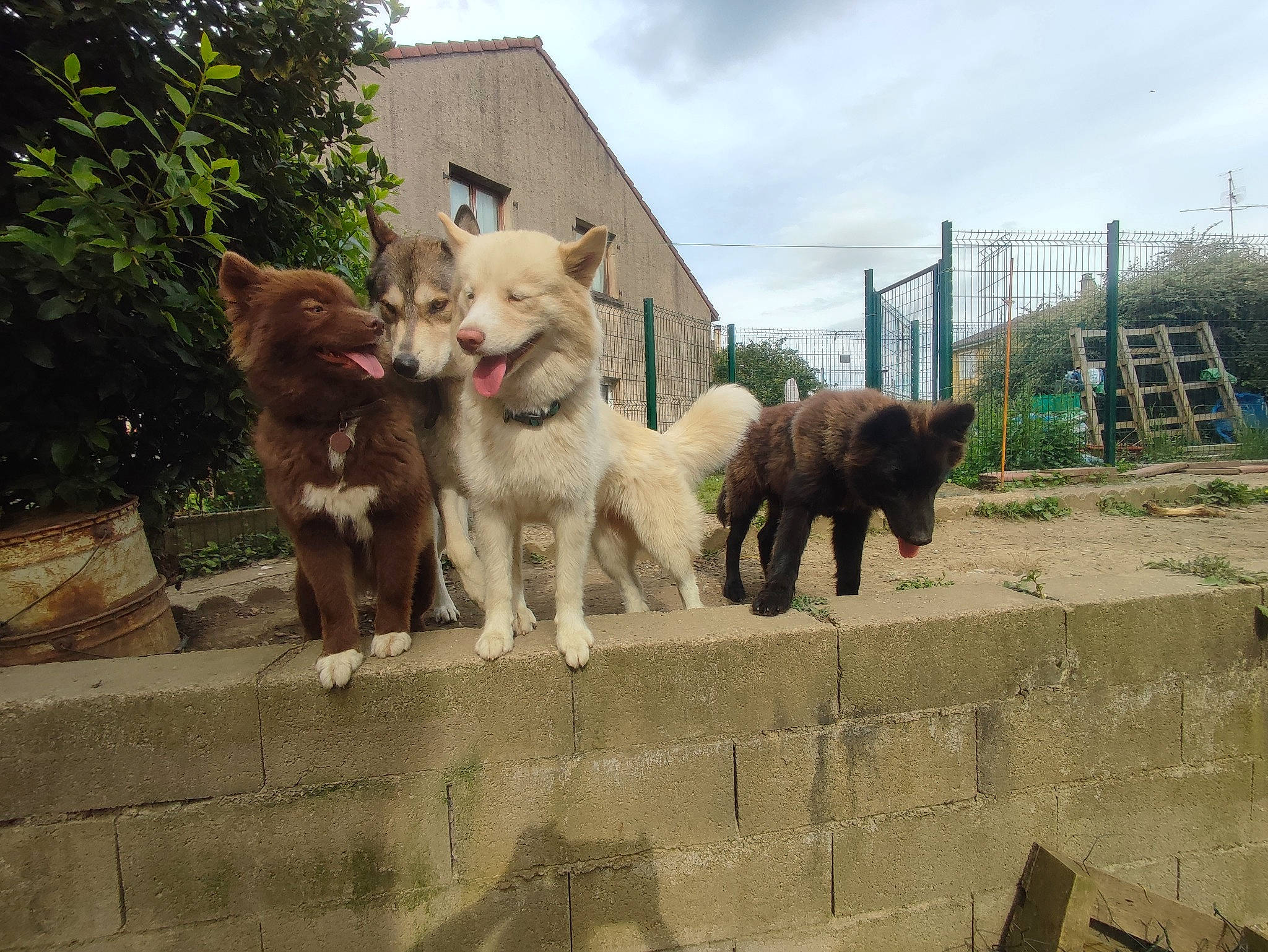 Wyking participe au concours pour gagner de l'argent avec cette photo : canidae, carnivore, cloud, companion_dog, dog, dog_breed, fawn, felidae, fur, plant, siberian_husky, sky, small_to_medium_sized_cats, spitz, sporting_group, tail, tree, wildlife, wolf, working_animal