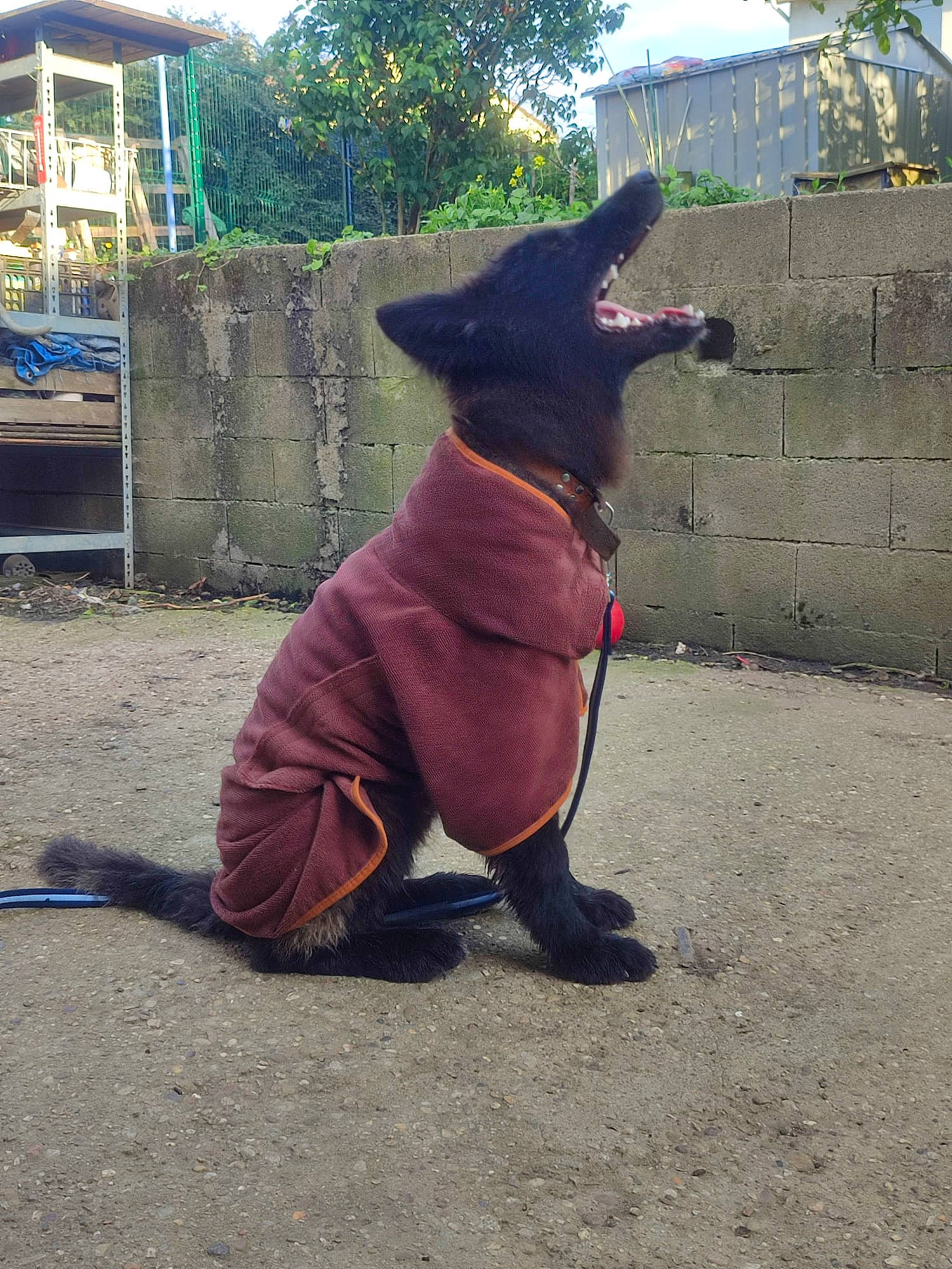 Wyking participe au concours pour gagner de l'argent avec cette photo : building, canidae, carnivore, collar, dog, dog_breed, dog_supply, electric_blue, fashion_accessory, fawn, fur, plant, purple, snout, sporting_group, tail, tree, window, witch_hat, working_animal