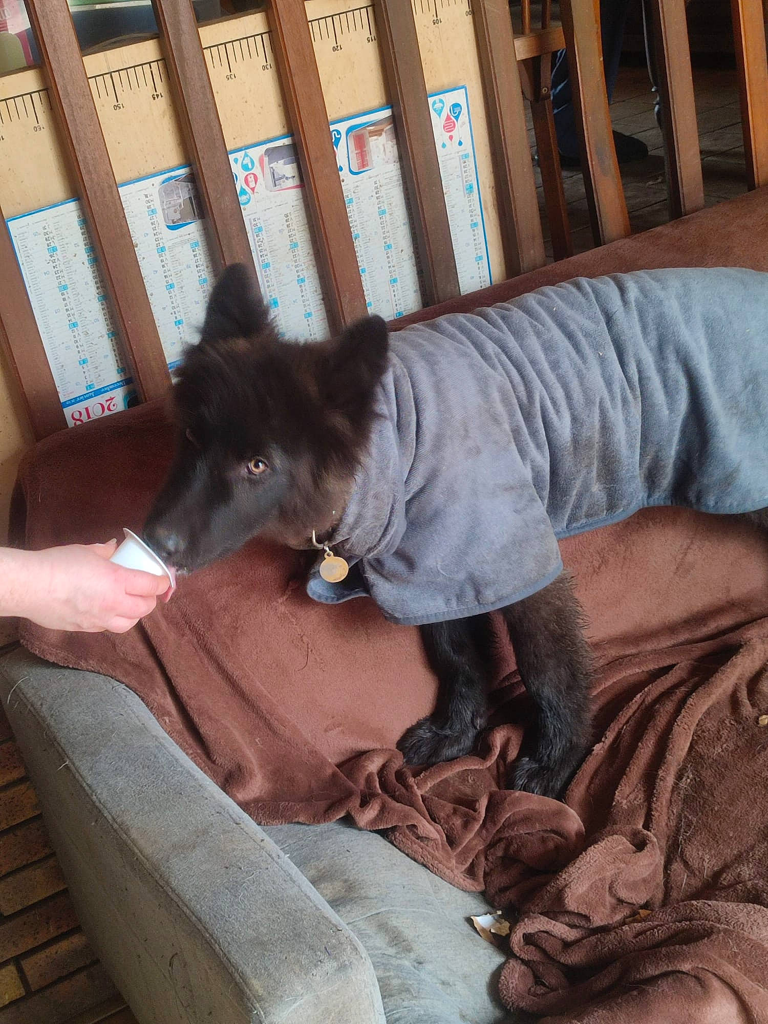 Wyking participe au concours pour gagner de l'argent avec cette photo : canidae, carnivore, comfort, companion_dog, couch, dog, dog_breed, fawn, felidae, fur, human_leg, lap, nap, sitting, small_to_medium_sized_cats, snout, sporting_group, toy_dog, wood, working_animal