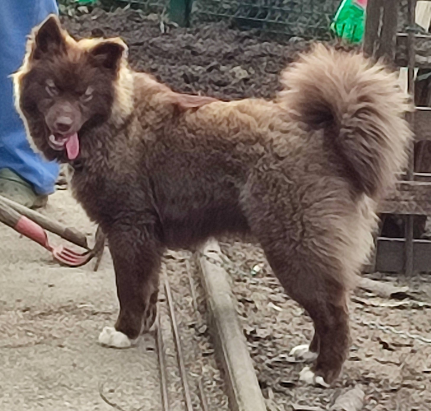 Eyden participe au concours pour gagner de l'argent avec cette photo : canidae, canis, carnivore, claw, companion_dog, dog, dog_breed, fang, fawn, fur, giant_dog_breed, liver, snout, sporting_group, tail, terrestrial_animal, wildlife, wolf, working_animal, working_dog