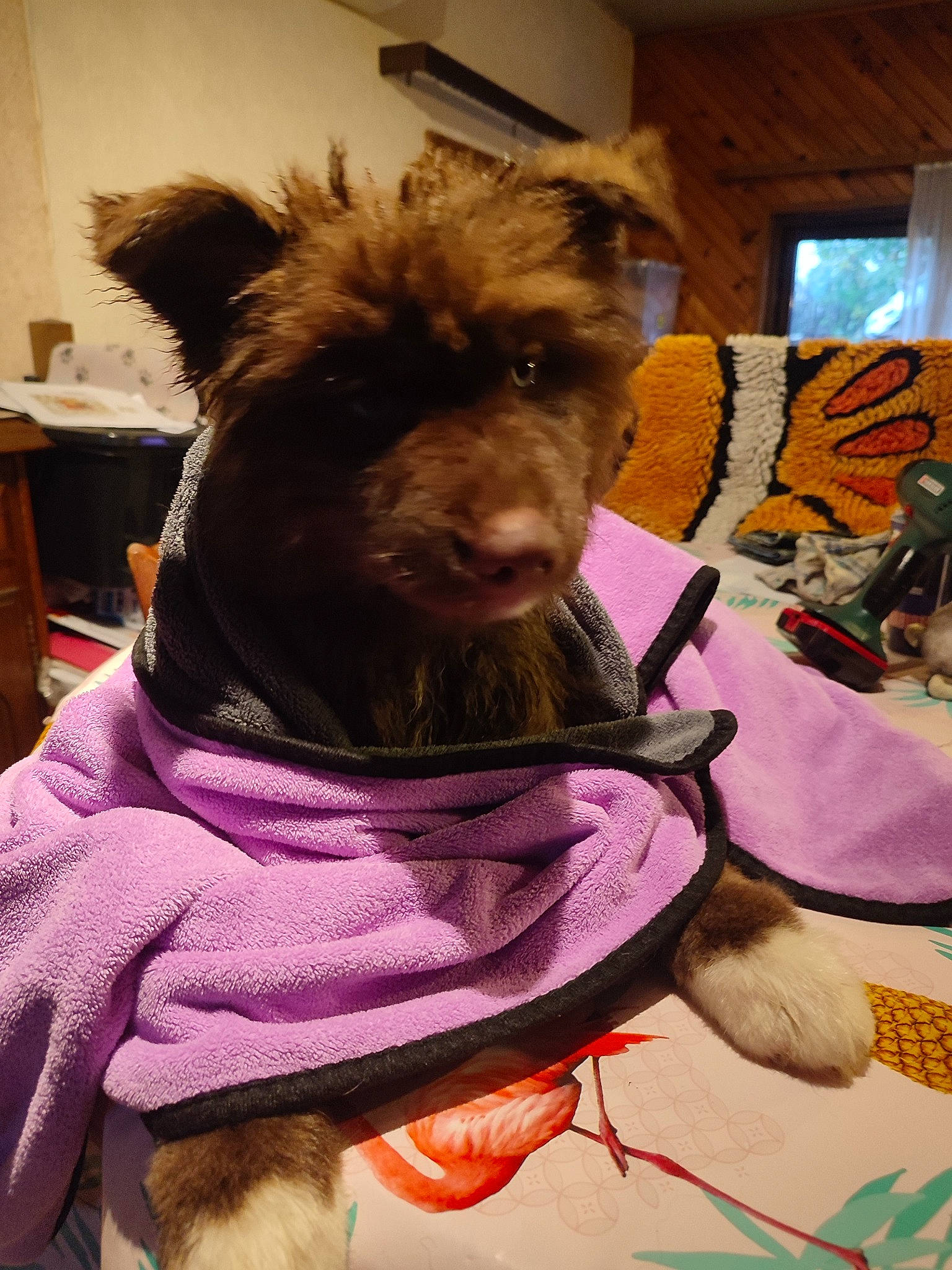 Eyden a rejoint le concours — aidez-le/la à gagner de superbes lots ! canidae, carnivore, collar, companion_dog, costume_hat, dog, dog_breed, dog_clothes, dog_supply, fashion_accessory, fawn, fur, hat, party_hat, small_terrier, snout, sporting_group, terrier, toy_dog, working_animal