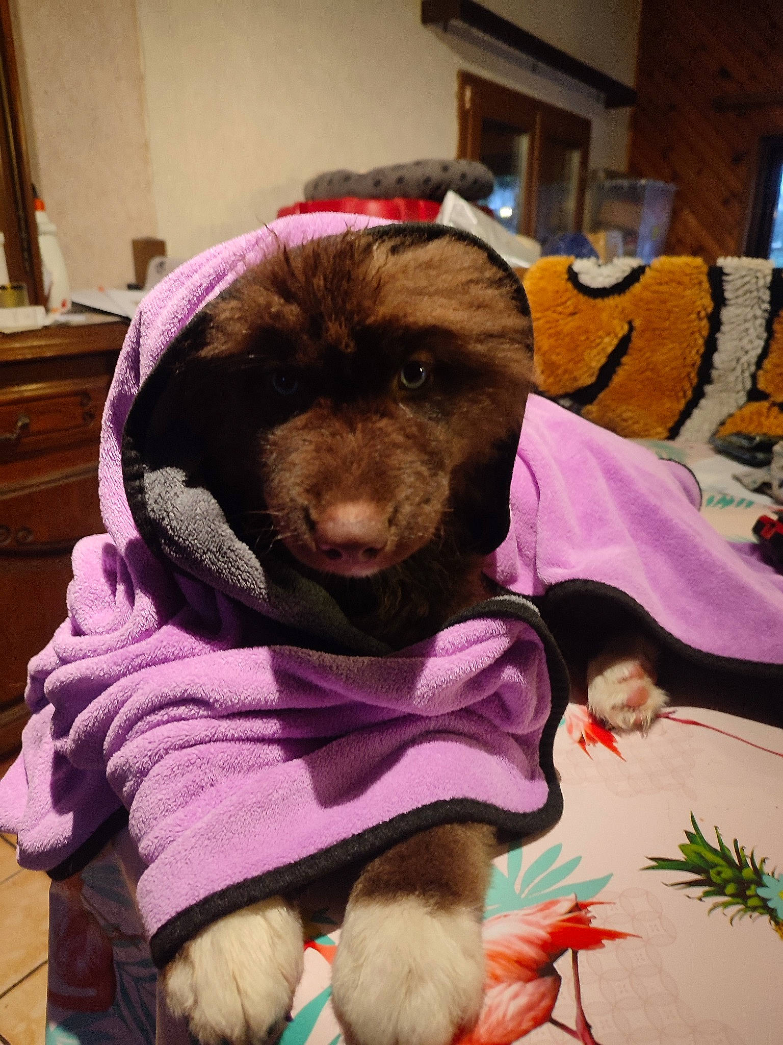 Eyden a rejoint le concours — aidez-le/la à gagner de superbes lots ! cabinetry, canidae, carnivore, comfort, companion_dog, dog, dog_breed, dog_supply, fawn, fur, leash, linens, liver, magenta, pink, purple, snout, sporting_group, textile, working_animal