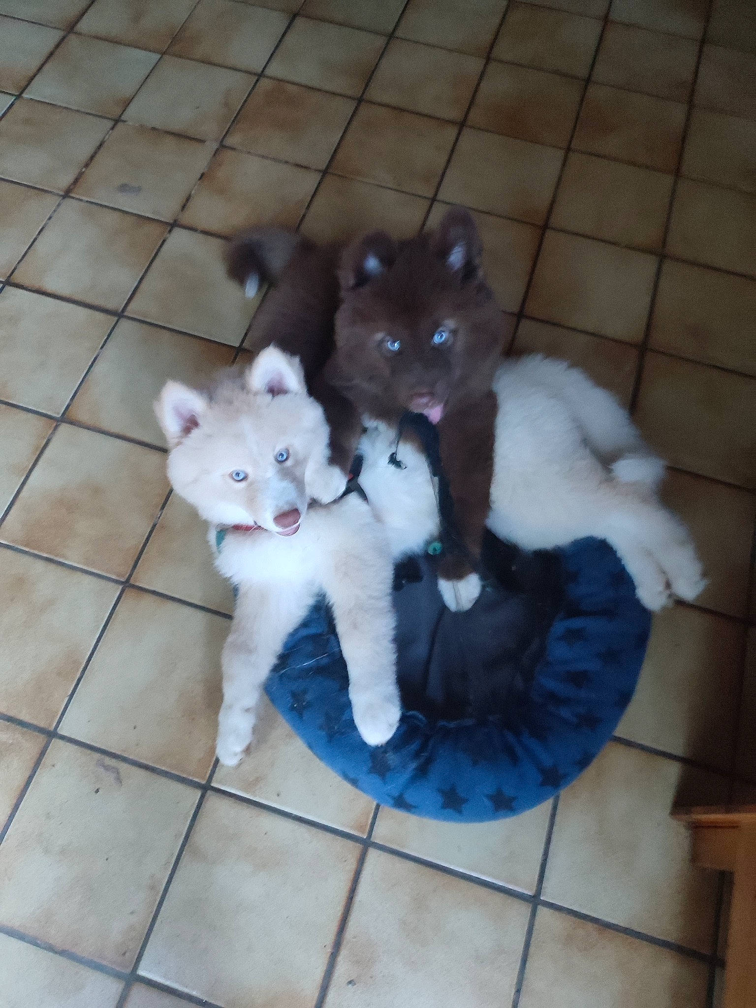 Engye a rejoint le concours — aidez-le/la à gagner de superbes lots ! canidae, carnivore, cat, comfort, companion_dog, dog_breed, domestic_short_haired_cat, electric_blue, fawn, felidae, flooring, fur, mammal, pattern, small_to_medium_sized_cats, snout, tail, toy, vertebrate, whiskers