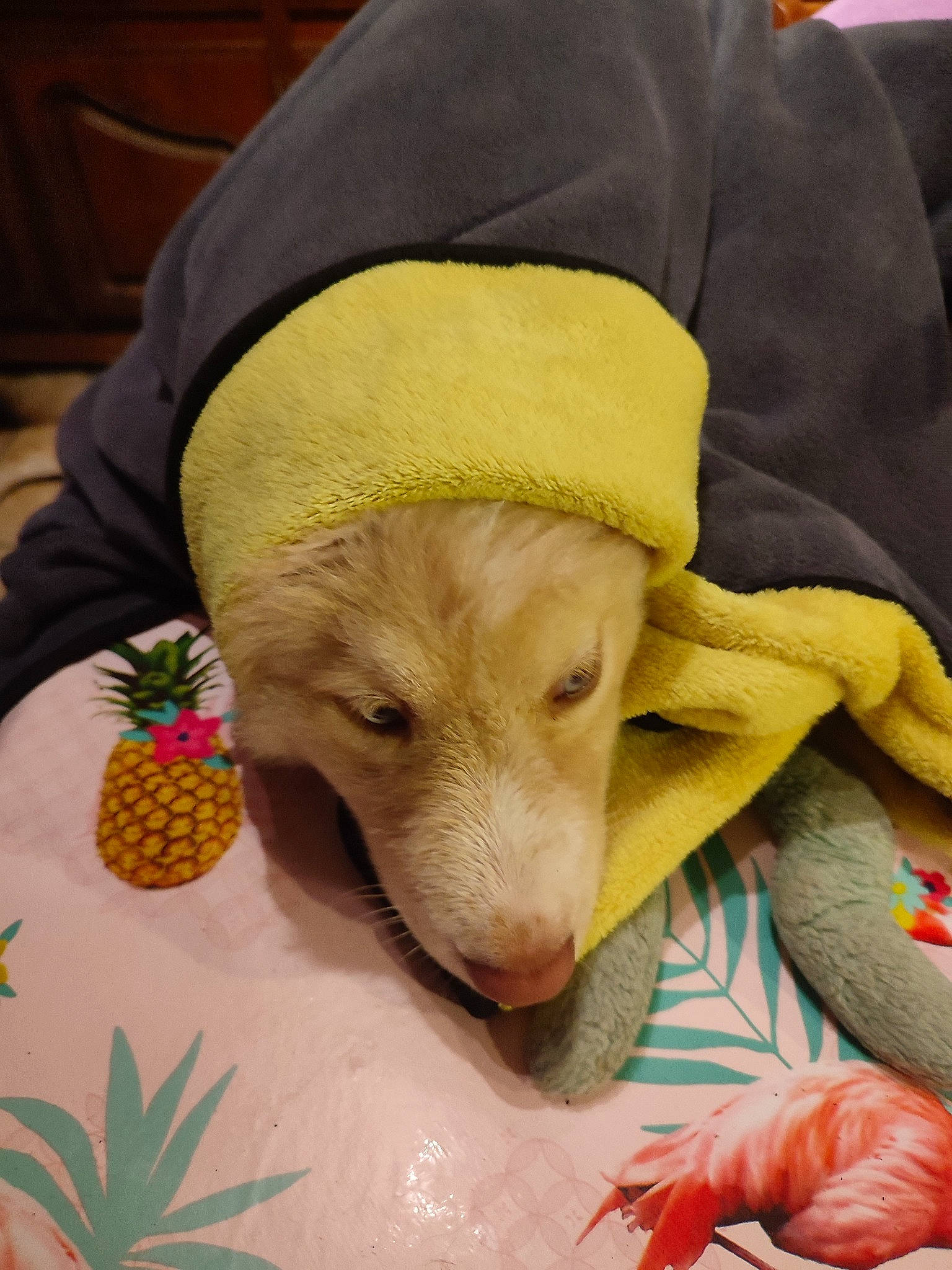 Engye a rejoint le concours — aidez-le/la à gagner de superbes lots ! ananas, carnivore, comfort, companion_dog, dog, dog_breed, dog_clothes, dog_supply, fawn, fruit, hat, linens, natural_foods, pineapple, produce, snout, sporting_group, toy_dog, whiskers, working_animal