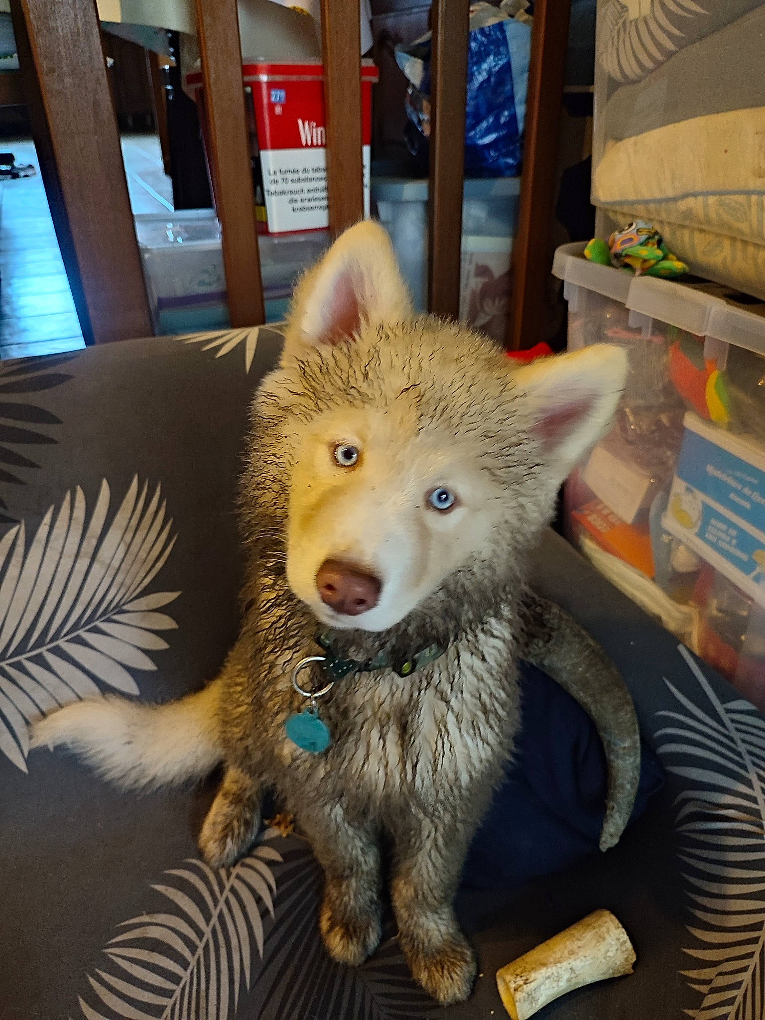 Engye a rejoint le concours — aidez-le/la à gagner de superbes lots ! canidae, canis, carnivore, companion_dog, dog_breed, fox, fur, fur_clothing, natural_material, snout, tail, terrestrial_animal, whiskers, wildlife, wolf