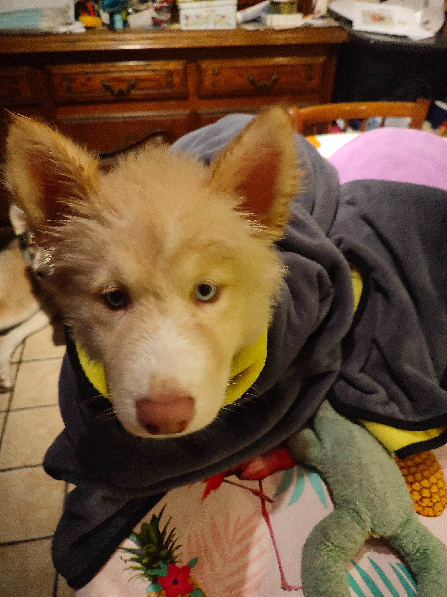 Engye a rejoint le concours — aidez-le/la à gagner de superbes lots ! canidae, carnivore, chair, companion_dog, dog, dog_breed, ear, fawn, flooring, fur, herding_dog, paw, puppy, snout, sporting_group, table, tail, whiskers, working_animal, working_dog