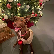 Kiwi joined the competition — help win amazing prizes! dog, christmas_tree, ornament, lights, holiday, sweater, brown_fur, collar, red, indoor, sitting, smiling, tongue_out, paws, floor, decorations, festive, tree_skirt, brick_floor, pet