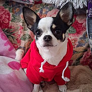 Bianca participe au concours pour gagner de l'argent avec cette photo : dog, chihuahua, red_hoodie, pet, indoor, blanket, sofa, cushion, small_dog, cute, animal, fur, ears, face, eyes, sitting, cozy, home, portrait, comfortable