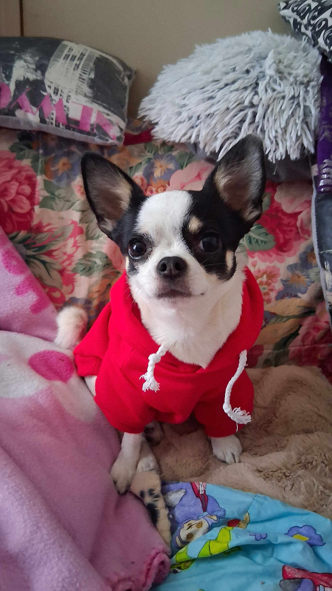 Bianca participe au concours pour gagner de l'argent avec cette photo : dog, chihuahua, red_hoodie, pet, indoor, blanket, sofa, cushion, small_dog, cute, animal, fur, ears, face, eyes, sitting, cozy, home, portrait, comfortable
