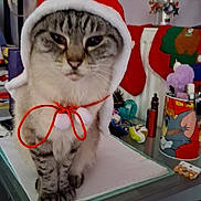 Mimine participe au concours pour gagner de l'argent avec cette photo : animal, cat, christmas, clutter, costume, cup, cute, decorations, desk, feline, funny, holiday, indoor, pet, pom_poms, red, santa_hat, tabby_cat, tom_and_jerry, white