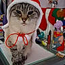 animal, cat, christmas, clutter, costume, cup, cute, decorations, desk, feline, funny, holiday, indoor, pet, pom_poms, red, santa_hat, tabby_cat, tom_and_jerry, white