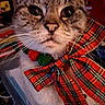 Mimine a rejoint le concours — aidez-le/la à gagner de superbes lots ! animal, bow, cat, close_up, collar, curious, cute, domestic_cat, ears, eyes, face, feline, festive, holiday, indoor, pet, portrait, striped, tabby, whiskers