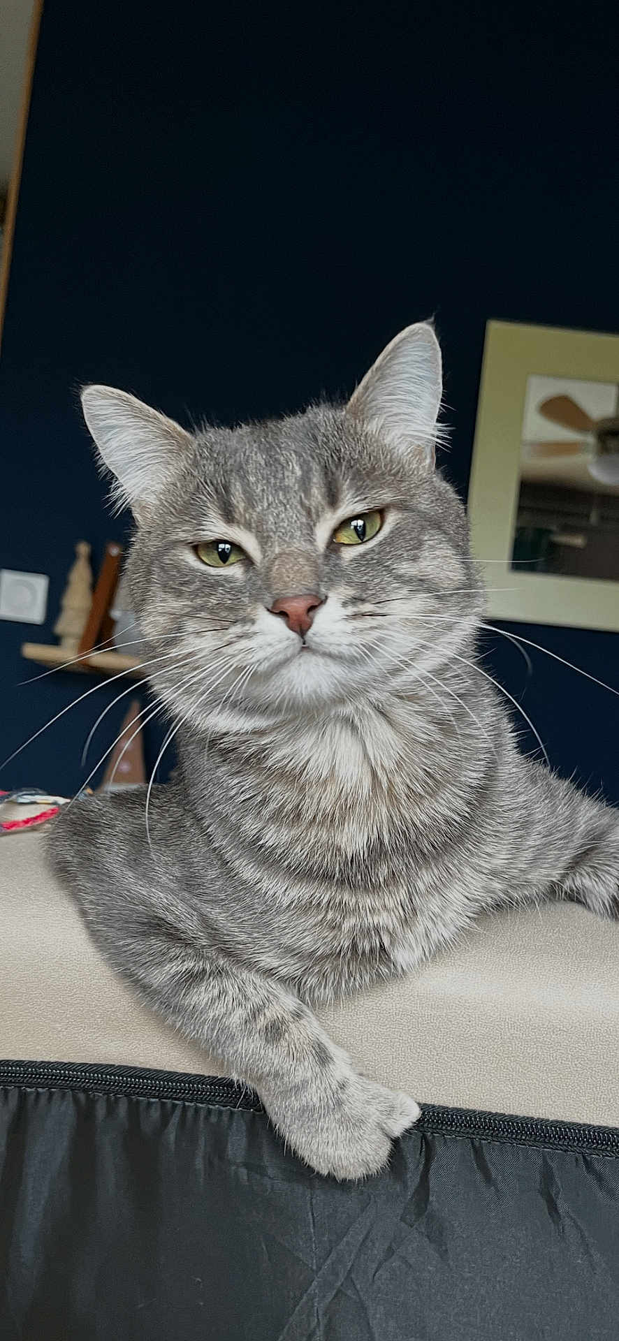 Willow participe au concours pour gagner de l'argent avec cette photo : cat, gray_tabby, whiskers, indoor, feline, pet, relaxed, close_up, face, ears, fur, green_eyes, mirror, ceiling_fan, home, shelf, decoration, furniture, animal, cute