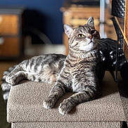 Willow a rejoint le concours — aidez-le/la à gagner de superbes lots ! cat, tabby, feline, pet, indoor, ottoman, furniture, relaxed, curious, texture, beige, blurred_background, striped_fur, whiskers, paws, head, ears, eyes, resting, cozy