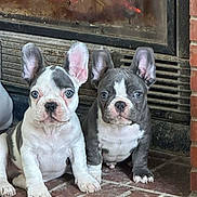 Milo a rejoint le concours — aidez-le/la à gagner de superbes lots ! puppies, french_bulldog, dog, fireplace, brick_hearth, indoor, pet, cute, ears, curious, warm, cozy, animal, companion, young, sitting, front_view, domestic, fur, blue_eyes