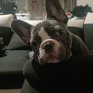 Milo participe au concours pour gagner de l'argent avec cette photo : dog, french_bulldog, pet, close_up, indoor, sofa, ears, face, cute, animal, canine, resting, living_room, black_and_white, fur, nose, portrait, companion, domestic_animal, expression