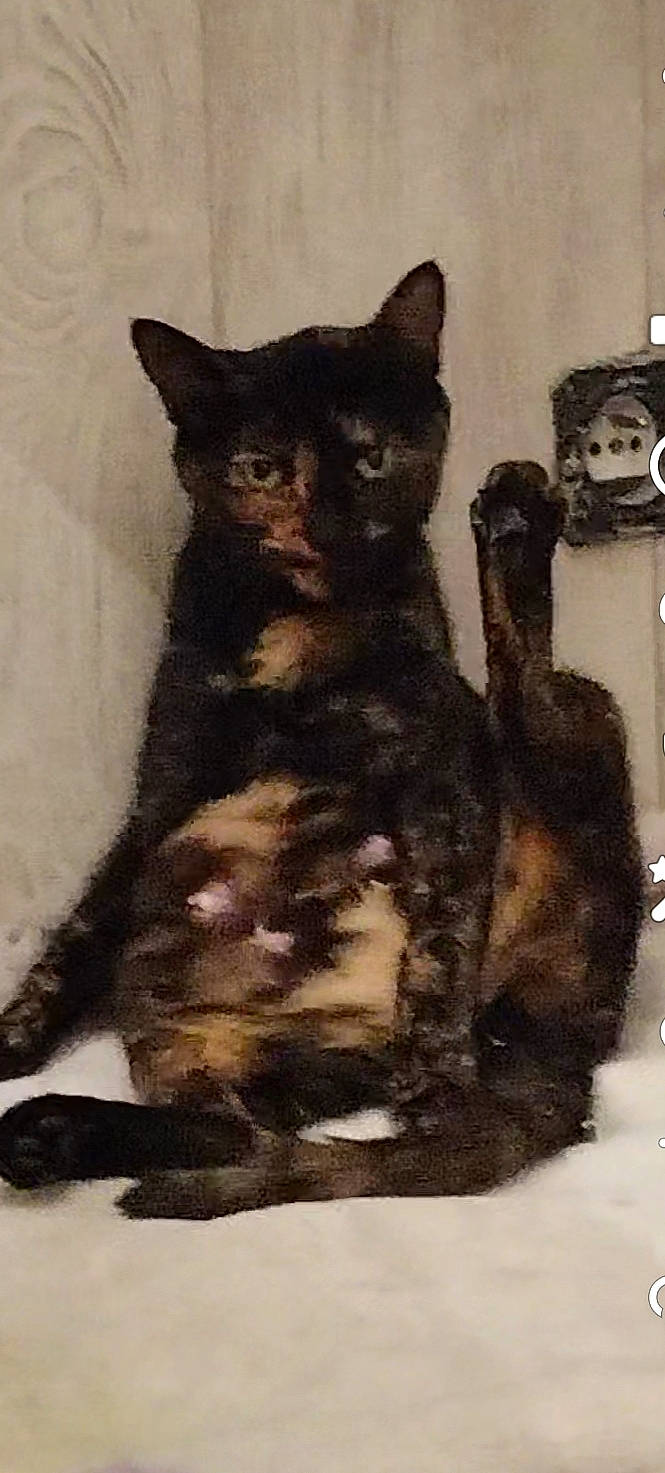 Bella a rejoint le concours — aidez-le/la à gagner de superbes lots ! art, black_cat, carnivore, cat, claw, domestic_short_haired_cat, drawing, felidae, fur, illustration, painting, paw, shadow, small_to_medium_sized_cats, snout, tail, terrestrial_animal, toy, visual_arts, whiskers