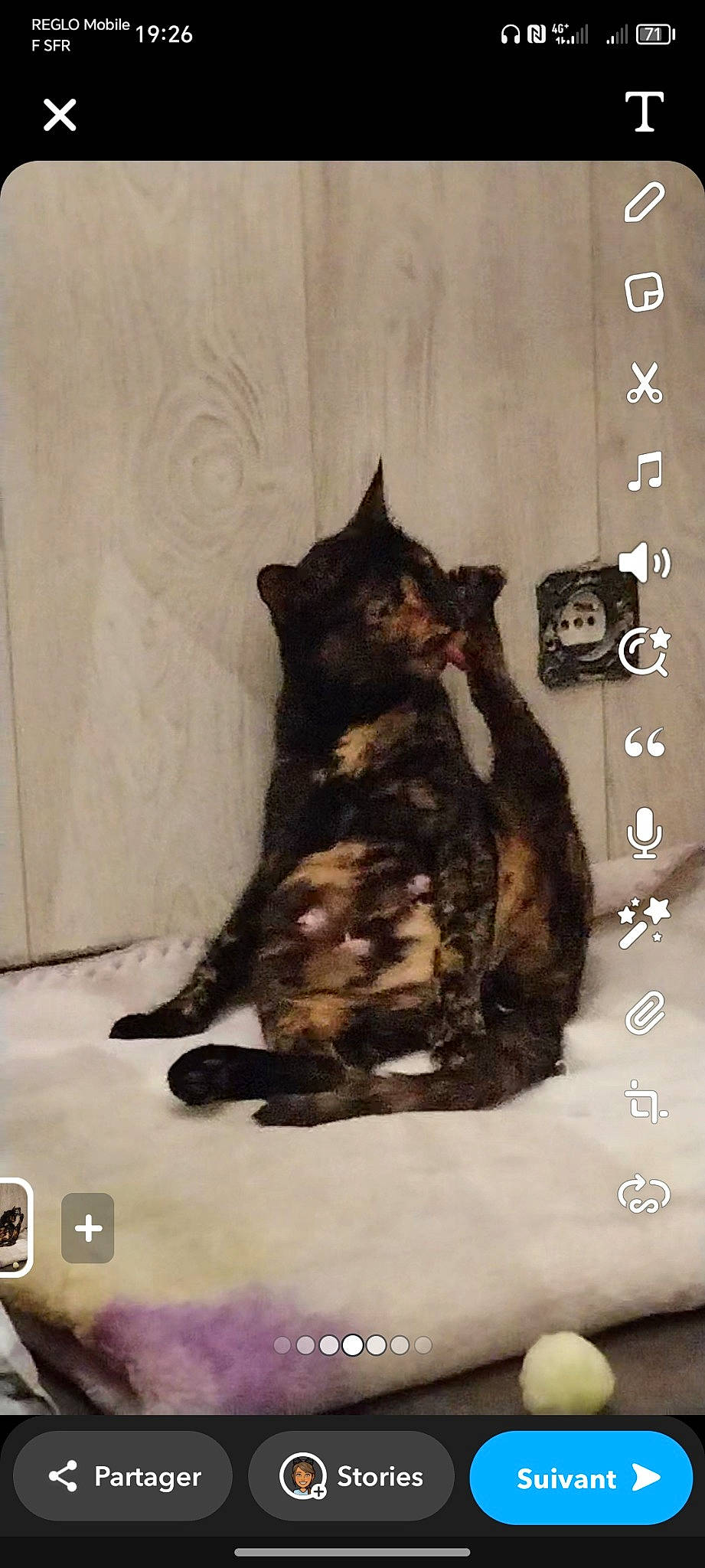 Bella a rejoint le concours — aidez-le/la à gagner de superbes lots ! art, black_cat, canidae, carnivore, cat, dog_breed, domestic_short_haired_cat, felidae, fur, guard_dog, paw, room, small_to_medium_sized_cats, snout, sporting_group, tail, terrestrial_animal, whiskers