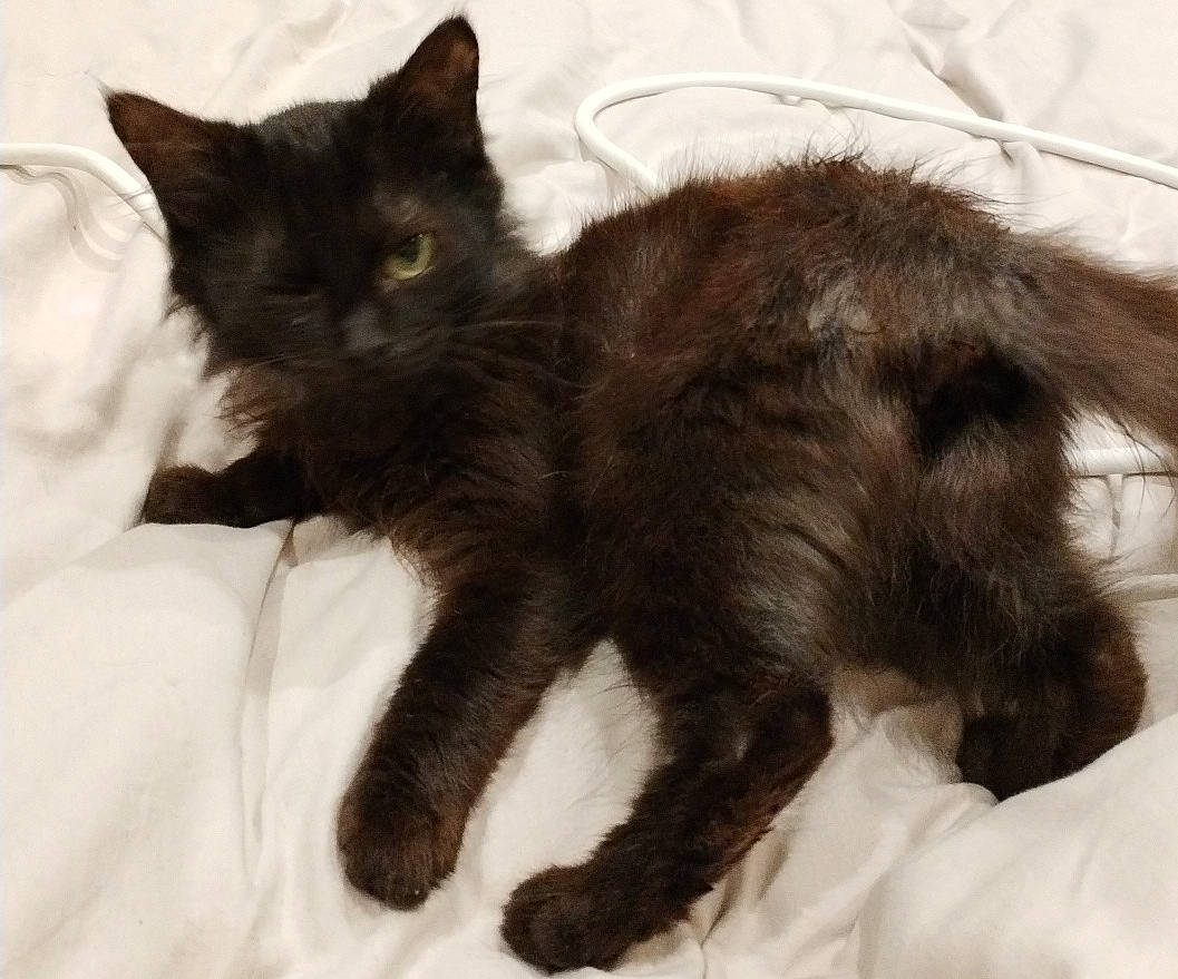 Anna a rejoint le concours — aidez-le/la à gagner de superbes lots ! black_cat, bombay, carnivore, cat, claw, comfort, domestic_short_haired_cat, felidae, fur, liver, nap, paw, small_to_medium_sized_cats, snout, tail, terrestrial_animal, whiskers