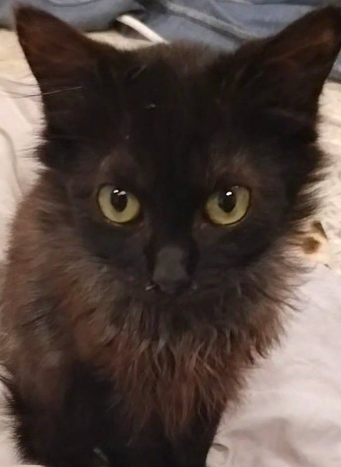 Anna a rejoint le concours — aidez-le/la à gagner de superbes lots ! black_cat, british_longhair, carnivore, cat, close_up, domestic_short_haired_cat, eye, fawn, felidae, fur, small_to_medium_sized_cats, snout, terrestrial_animal, whiskers, working_animal