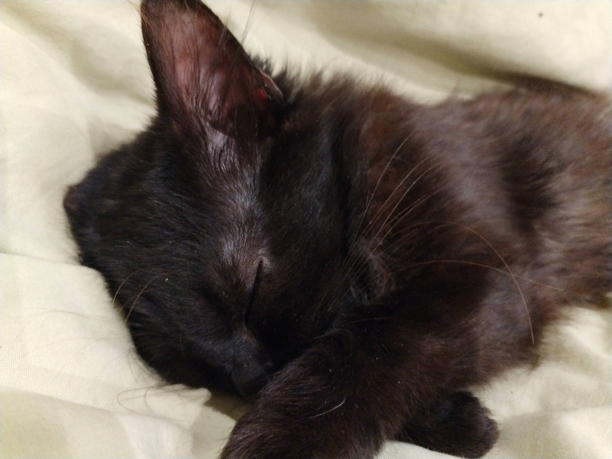 Anna participe au concours pour gagner de l'argent avec cette photo : black_cat, bombay, carnivore, cat, claw, comfort, domestic_short_haired_cat, ear, felidae, fur, paw, small_to_medium_sized_cats, snout, tail, terrestrial_animal, whiskers