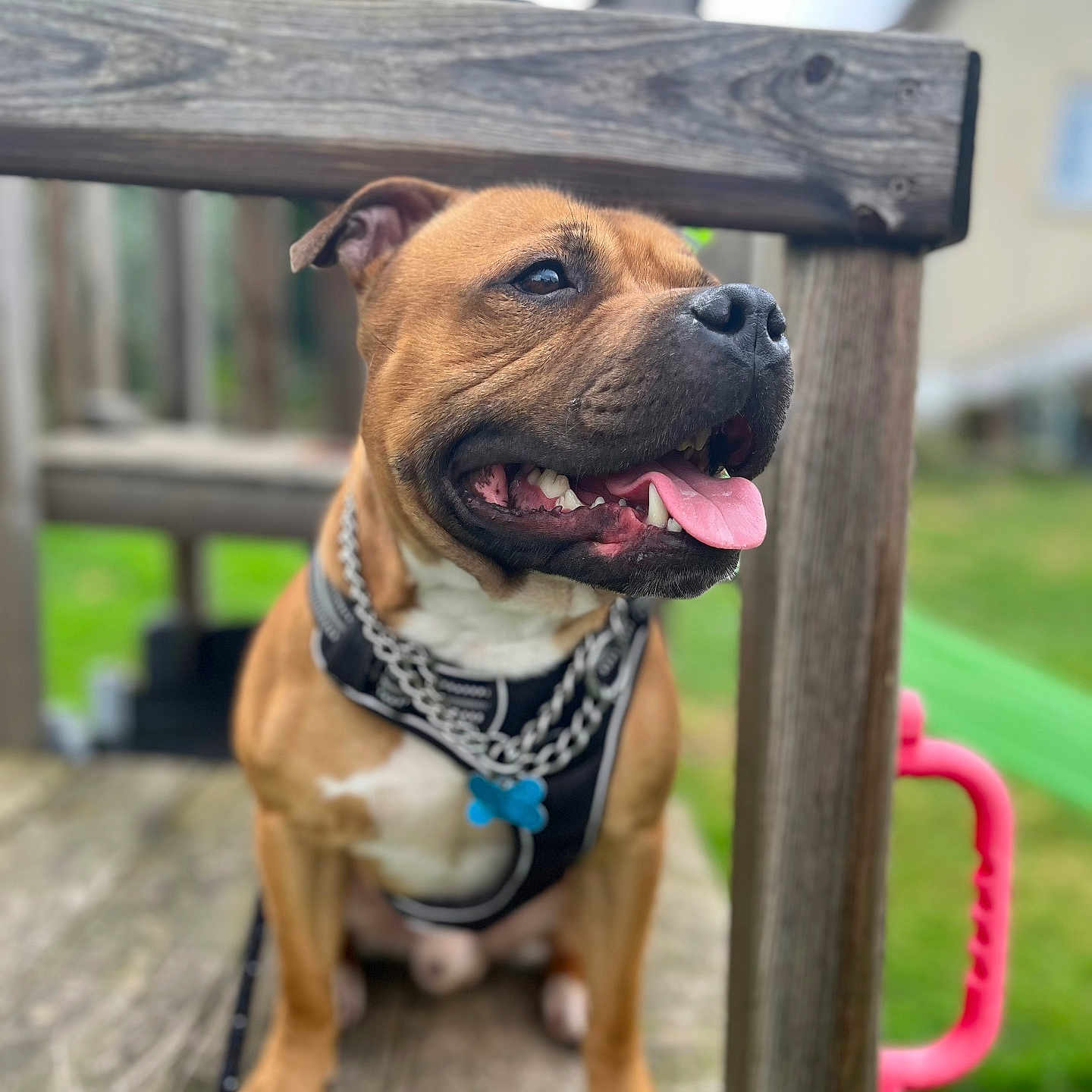 Ulysse a rejoint le concours — aidez-le/la à gagner de superbes lots ! accessories, animal, bodypart, boxer, bulldog, canine, dog, frenchbulldog, grass, hound, mouth, outdoors, person, pet, pitbull, plant, playarea, puppy, strap, wood