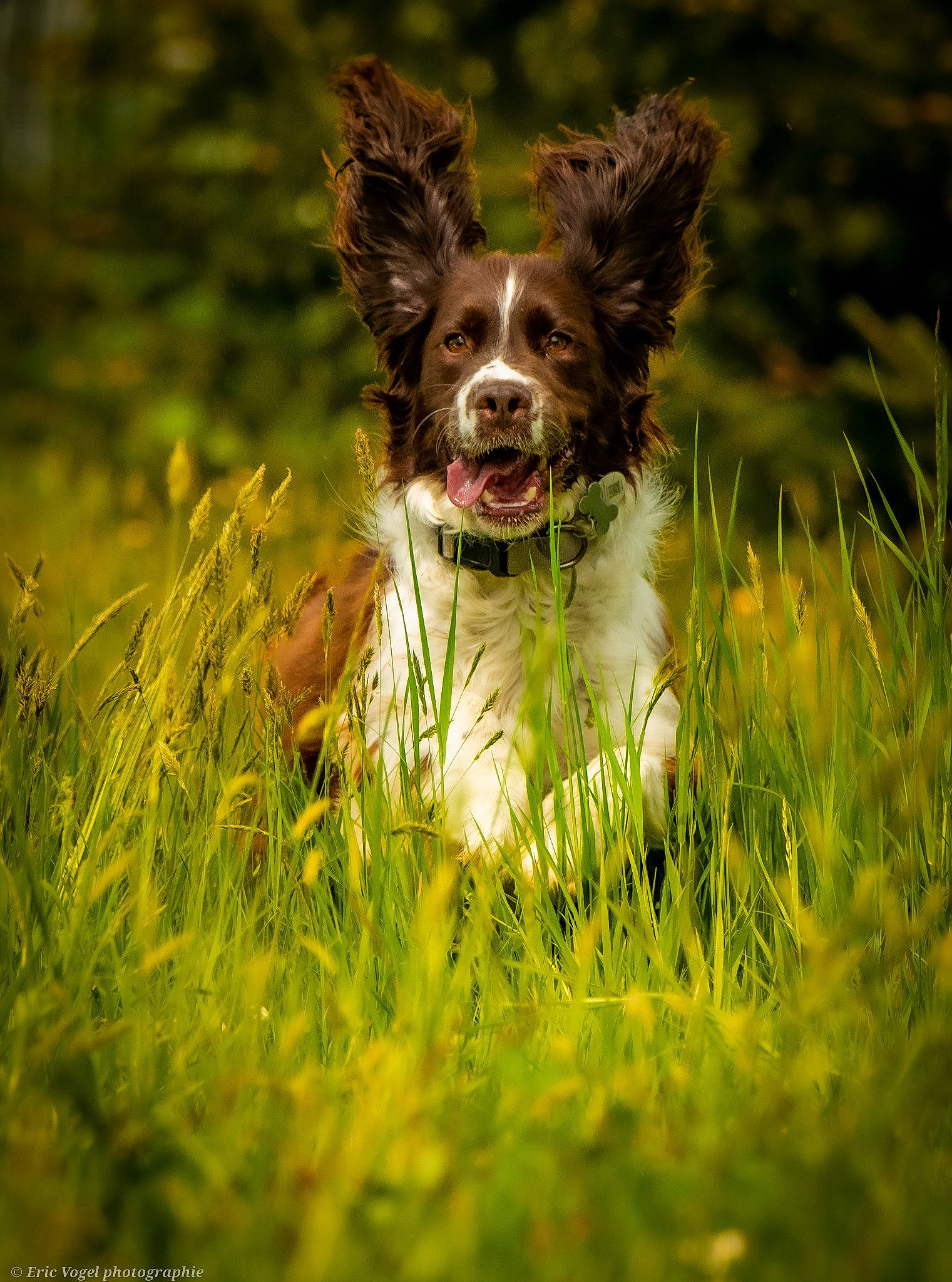 Jumper participe au concours pour gagner de l'argent avec cette photo : canidae, carnivore, companion_dog, dog, dog_breed, dog_collar, dog_supply, field, fur, grass, grassland, happy, lawn, liver, people_in_nature, plant, snout, sporting_group, toy_dog, whiskers