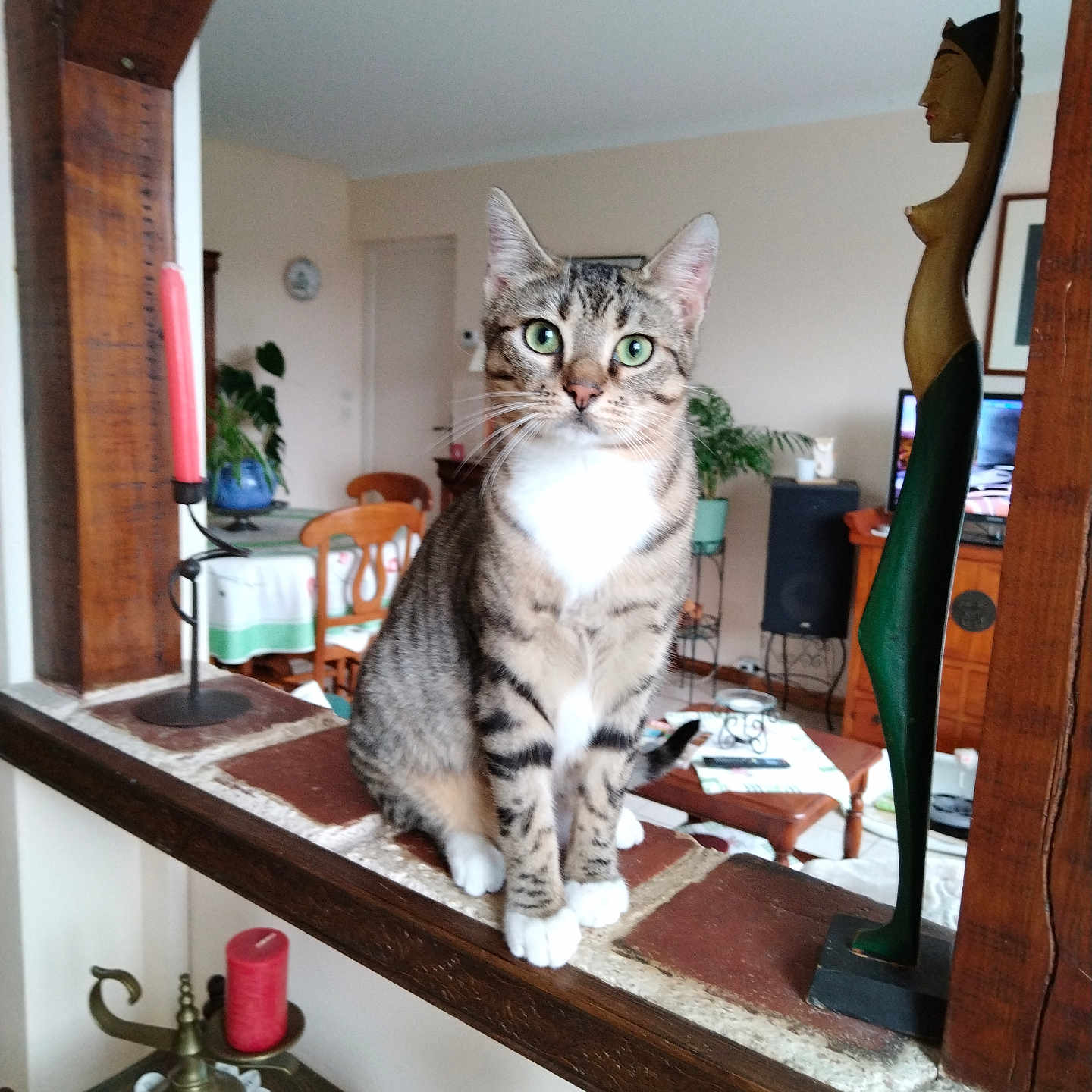Aladin participe au concours pour gagner de l'argent avec cette photo : animal, brick, candle, cat, chair, cozy, curious, decor, feline, green_eyes, indoor, living_room, pet, plant, portrait, statue, tabby_cat, table, window, wooden_furniture