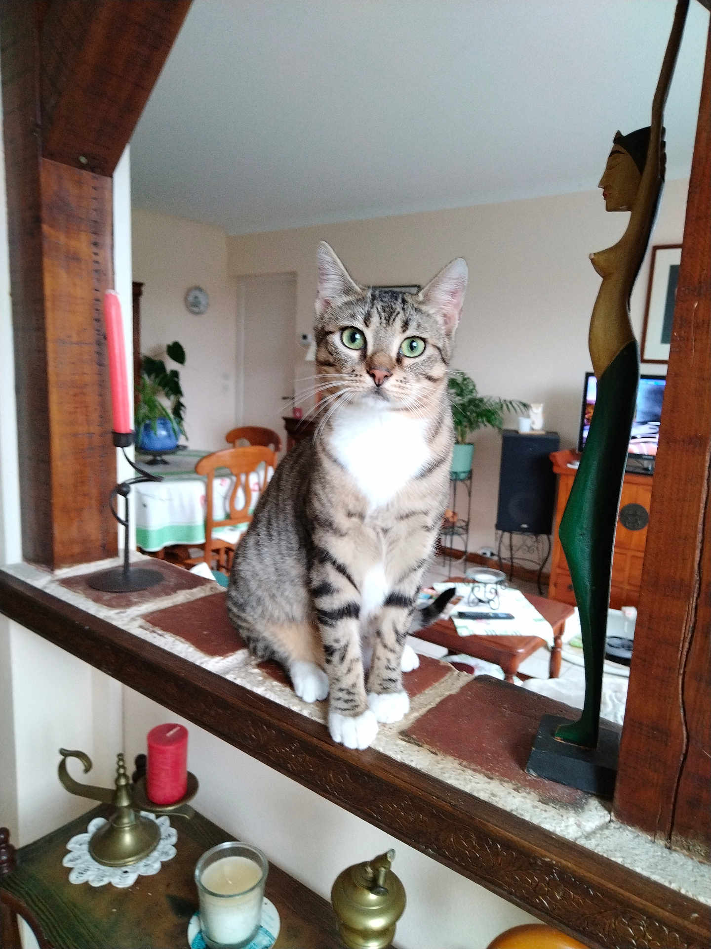 Aladin participe au concours pour gagner de l'argent avec cette photo : cat, tabby_cat, green_eyes, indoor, living_room, wooden_furniture, plant, decor, candle, brick, window, table, chair, statue, cozy, pet, animal, portrait, curious, feline