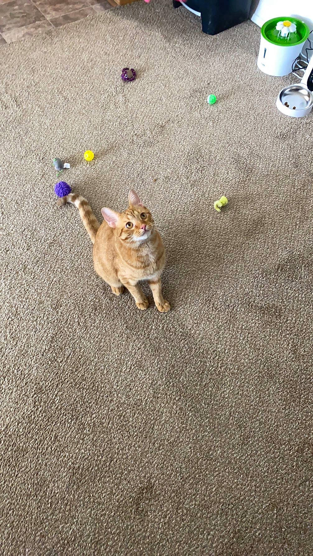 Pumpkin joined the competition — help win amazing prizes! asphalt, carnivore, cat, companion_dog, dog_breed, domestic_short_haired_cat, fawn, felidae, floor, flooring, fur, grass, paw, road, road_surface, small_to_medium_sized_cats, soil, tail, whiskers, wood