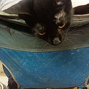 Stitch is registered to the contest to win money with this photo: black_cat, cat, pet, chair, upholstery, blue_fabric, whiskers, ears, eyes, indoor, furniture, messy_floor, paw, tail, metal_frame, plastic_item, household, closeup, curious_expression, fur