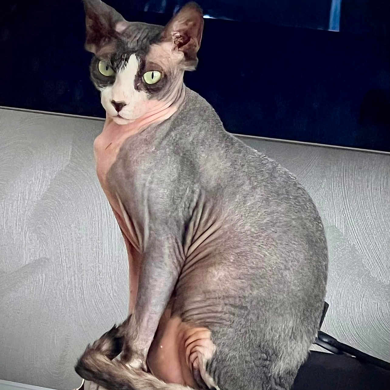 Spike a rejoint le concours — aidez-le/la à gagner de superbes lots ! abyssinian, angora, animal, cat, egyptiancat, manx, pet