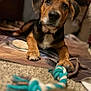 Tex joined the competition — help win amazing prizes! dog, puppy, toy, rope_toy, blanket, indoor, carpet, brown, black, white, paw, ears, lying_down, pet, animal, cute, focused, playful, cozy, soft_focus