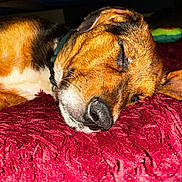 Tex joined the competition — help win amazing prizes! dog, sleeping, close_up, pet, fur, red_blanket, resting, canine, domestic_animal, cozy, animal, relaxed, whiskers, nose, ear, collar, indoor, texture, comfort, peaceful