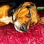 dog, sleeping, close_up, pet, fur, red_blanket, resting, canine, domestic_animal, cozy, animal, relaxed, whiskers, nose, ear, collar, indoor, texture, comfort, peaceful
