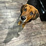 Tex joined the competition — help win amazing prizes! dog, puppy, brown, black, floor, wooden_floor, looking_up, pet, canine, indoors, shadow, fur, ears, nose, animal, cute, young, expression, adorable, domestic