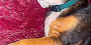 Tex joined the competition — help win amazing prizes! dog, sleeping, pet, fur, collar, brown, black, red_rug, cozy, relaxed, animal, canine, whiskers, paw, indoor, resting, cute, domestic, closeup, napping