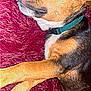 dog, sleeping, pet, fur, collar, brown, black, red_rug, cozy, relaxed, animal, canine, whiskers, paw, indoor, resting, cute, domestic, closeup, napping