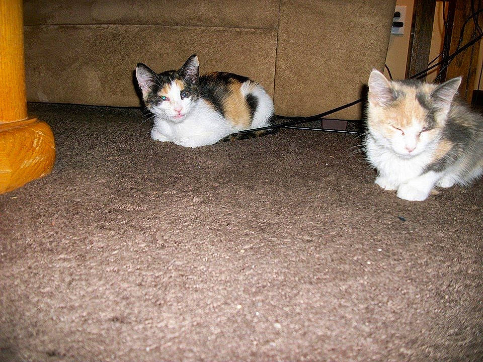 Quinn joined the competition — help win amazing prizes! aegean_cat, carnivore, cat, domestic_short_haired_cat, european_shorthair, fawn, felidae, floor, flooring, fur, kitten, mammal, paw, polydactyl_cat, small_to_medium_sized_cats, snapshot, tail, whiskers