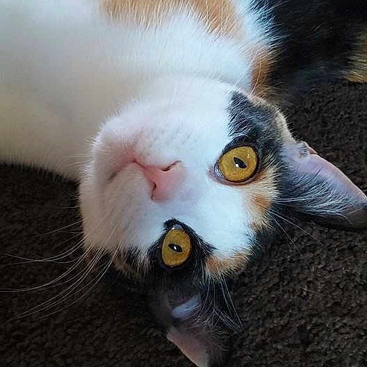Quinn