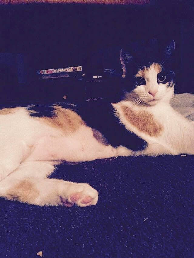 Quinn is registered to the contest to win money with this photo: aegean_cat, carnivore, cat, felidae, fur, kitten, paw, polydactyl_cat, sky, small_to_medium_sized_cats, tail, turkish_angora, turkish_van, whiskers