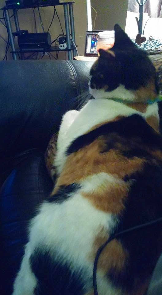 Quinn joined the competition — help win amazing prizes! canidae, carnivore, cat, cloud, ear, felidae, fur, sky, small_to_medium_sized_cats, square, tail, whiskers