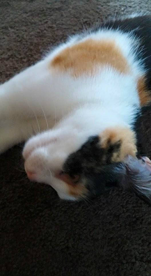 Quinn joined the competition — help win amazing prizes! carnivore, cat, fawn, felidae, fur, paw, polydactyl_cat, small_to_medium_sized_cats, whiskers