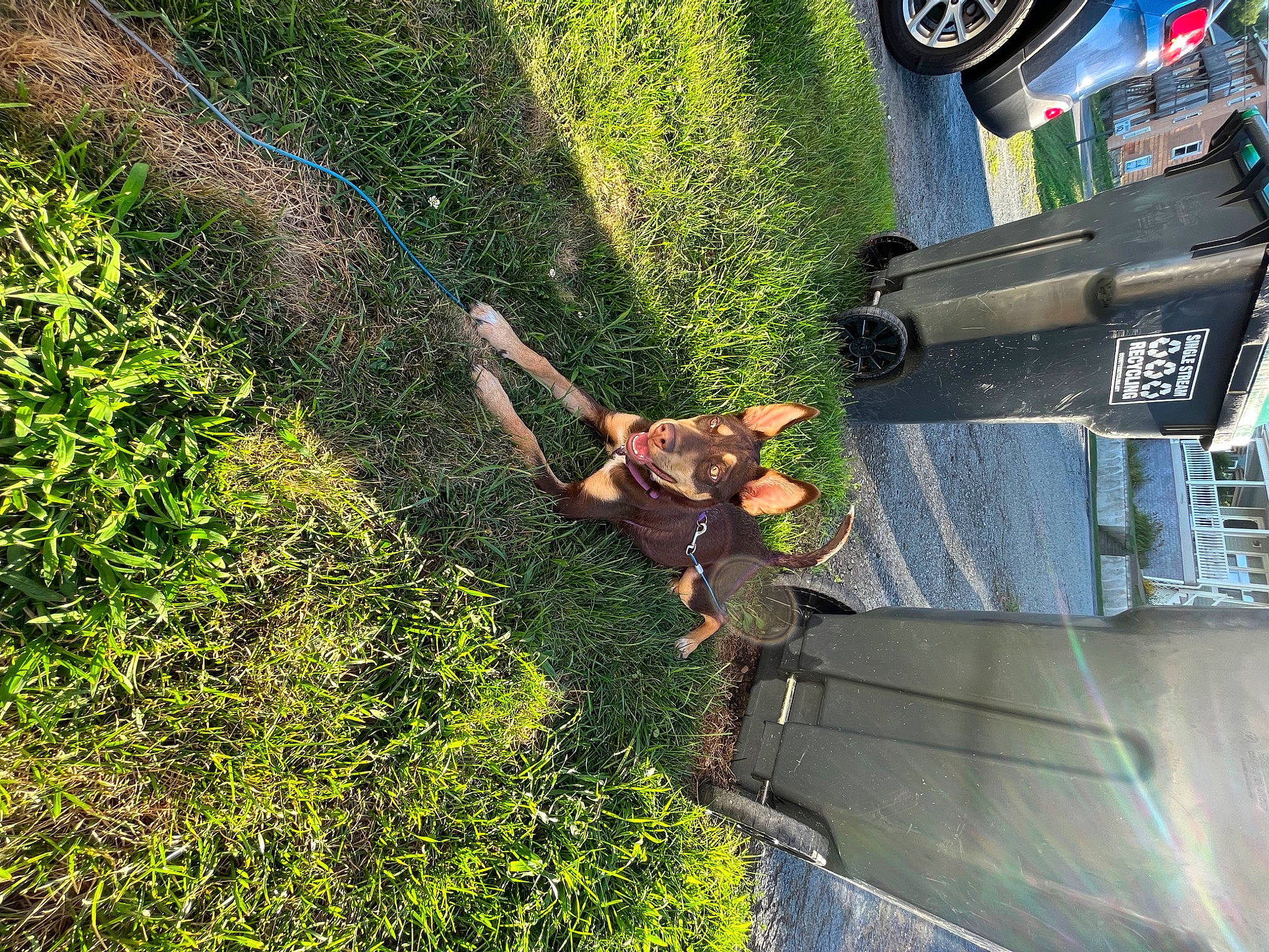 Bailey joined the competition — help win amazing prizes! adventure, asphalt, automotive_exterior, automotive_tire, biome, bumper, car, extreme_sport, fun, grass, groundcover, landscape, leisure, people_in_nature, plant, recreation, shadow, shrub, tire, tree