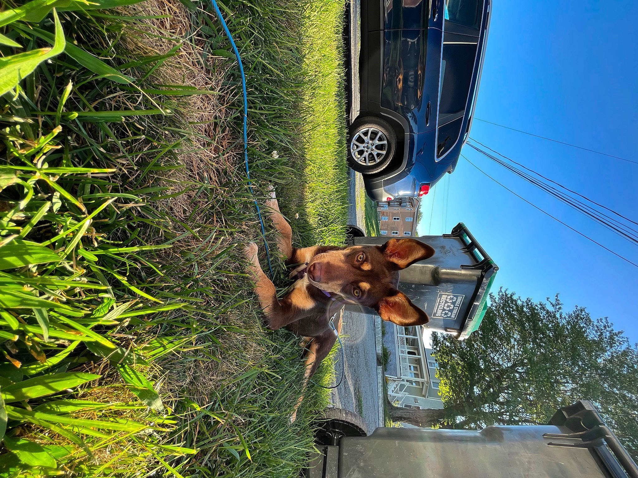 Bailey is registered to the contest to win money with this photo: automotive_exterior, automotive_lighting, automotive_tire, car, fender, grass, motor_vehicle, plant, sky, terrestrial_plant, tire, tread, tree, trunk, vehicle, vehicle_door, vehicle_registration_plate, wheel, window, woody_plant