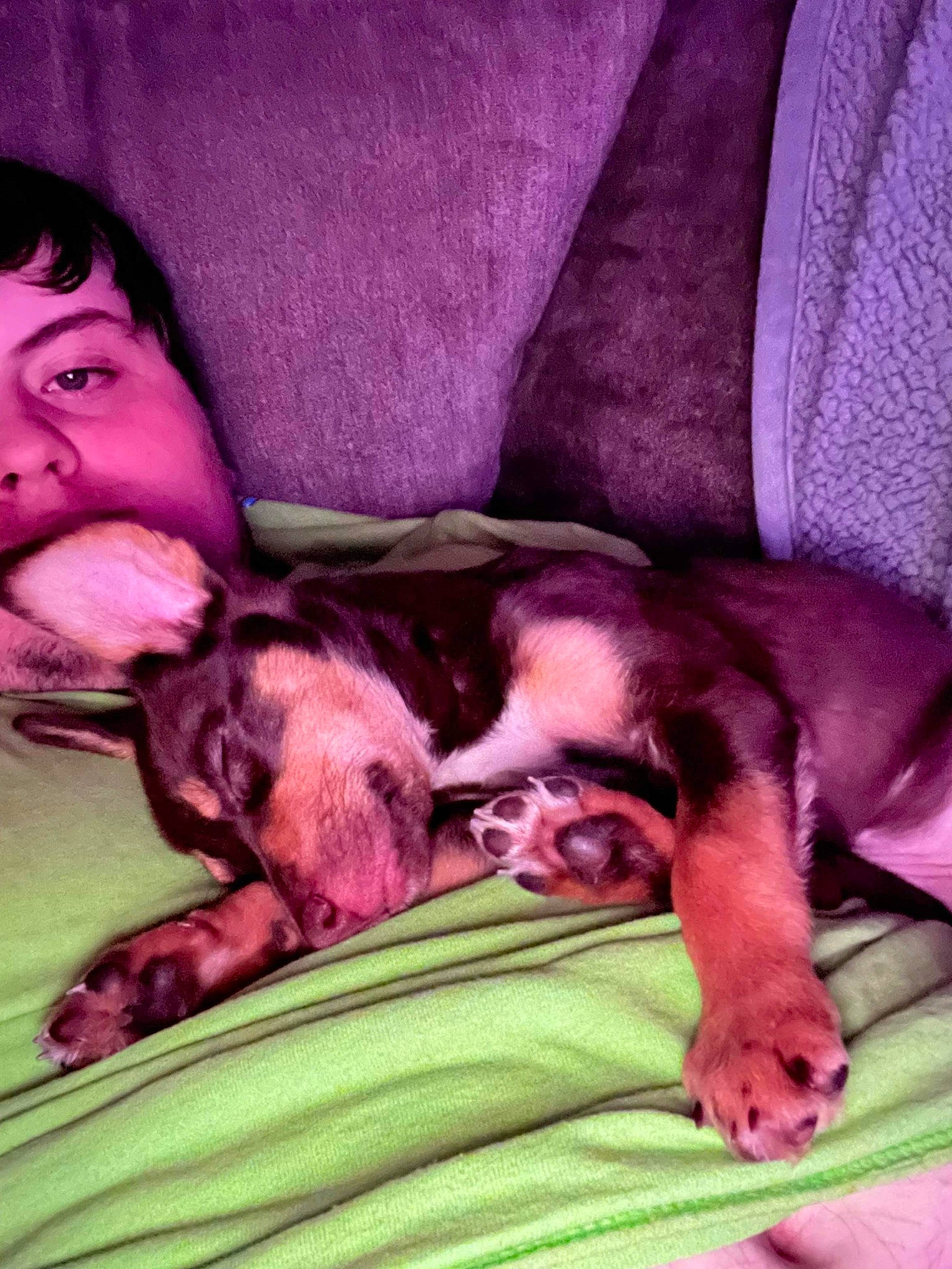 Bailey is registered to the contest to win money with this photo: bedtime, canidae, carnivore, comfort, companion_dog, dog, dog_breed, ear, fawn, fun, fur, green, happy, linens, magenta, nap, pink, snout, sporting_group, working_animal