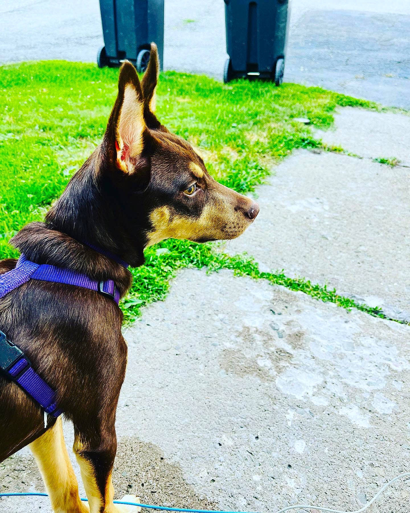 Bailey is registered to the contest to win money with this photo: asphalt, canidae, carnivore, collar, companion_dog, dog, dog_breed, dog_collar, dog_supply, fashion_accessory, fawn, grass, human_leg, leash, pet_supply, road_surface, snapshot, snout, sporting_group, working_animal
