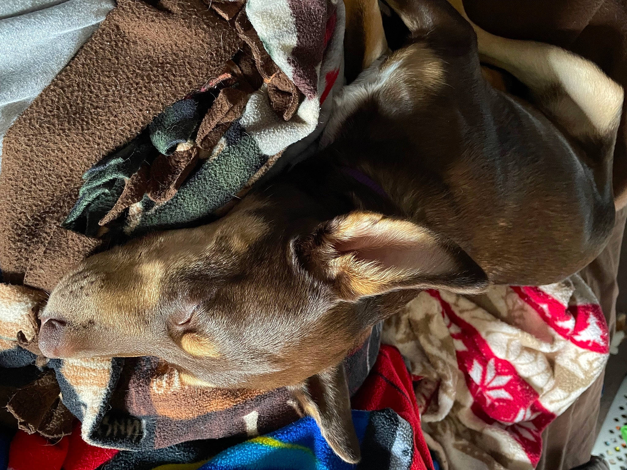 Bailey is registered to the contest to win money with this photo: bag, baggage, brown, canidae, carmine, carnivore, dog, dog_breed, fashion_accessory, fawn, fur, liver, metal, pattern, sporting_group